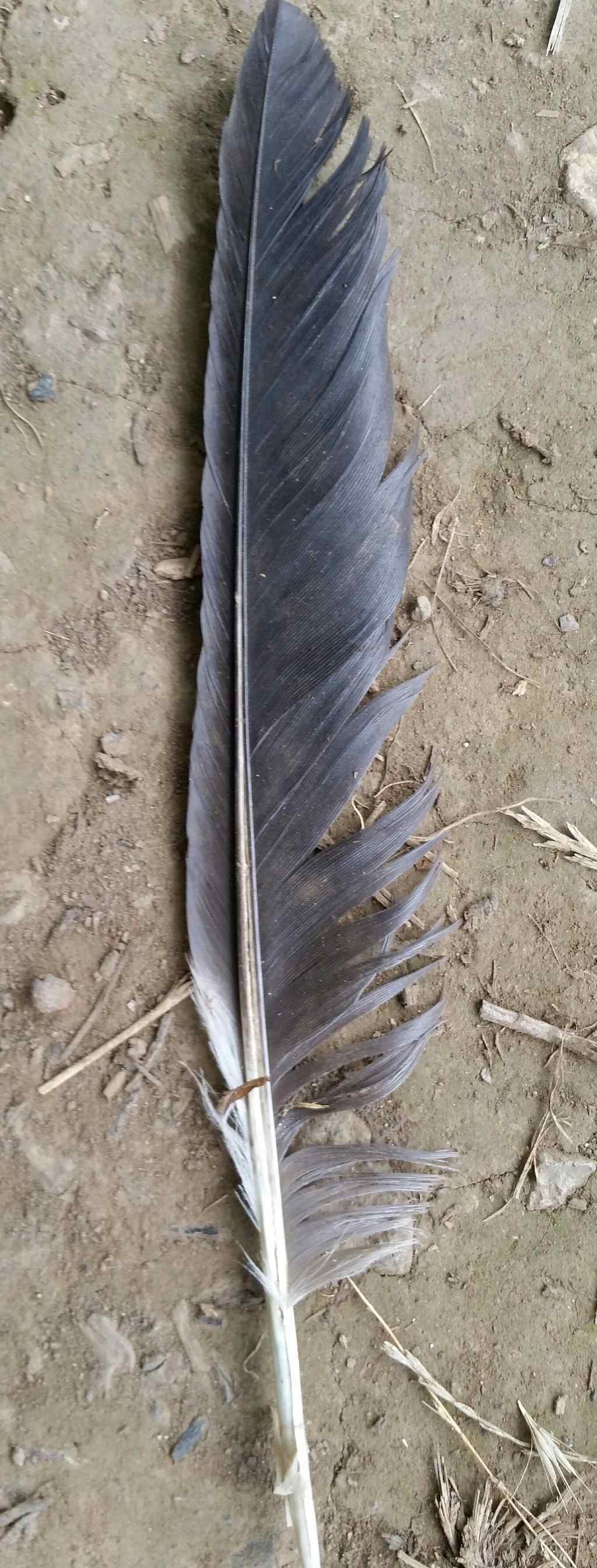 Penna di cornacchia?